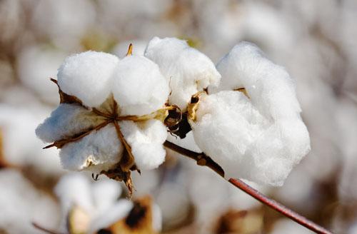 美国大选即将揭晓，棉花市场隐忧在哪里？